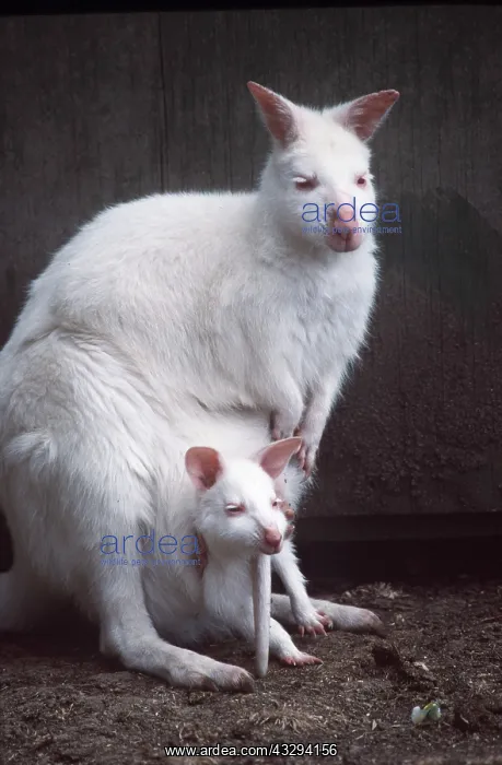 : Red-necked Wallaby / Bennett's Wallaby - albino, with young : Red-necked Wallaby / Bennett's Wallaby - albino, with young