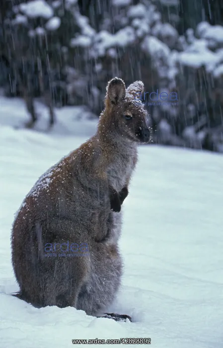 : Red-necked Wallaby / Bennett's Wallaby - In snow : Red-necked Wallaby / Bennett's Wallaby - In snow
