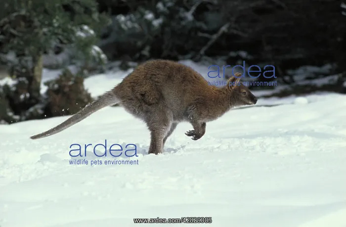 : Red-necked Wallaby / Bennett's Wallaby - In snow : Red-necked Wallaby / Bennett's Wallaby - In snow