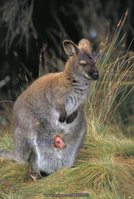 : Red-necked Wallaby / Bennett's Wallaby - With young : Red-necked Wallaby / Bennett's Wallaby - With young