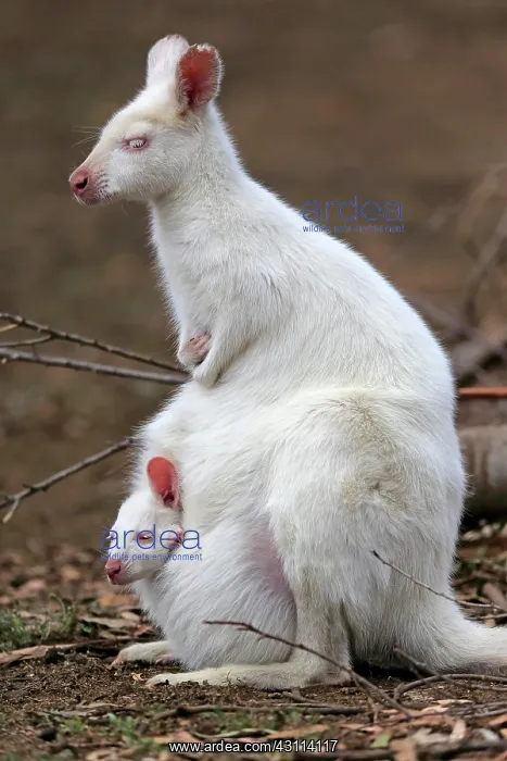 : Red-necked wallaby (Macropus rufogriseus), Bennett's : Red-necked wallaby (Macropus rufogriseus), Bennett's