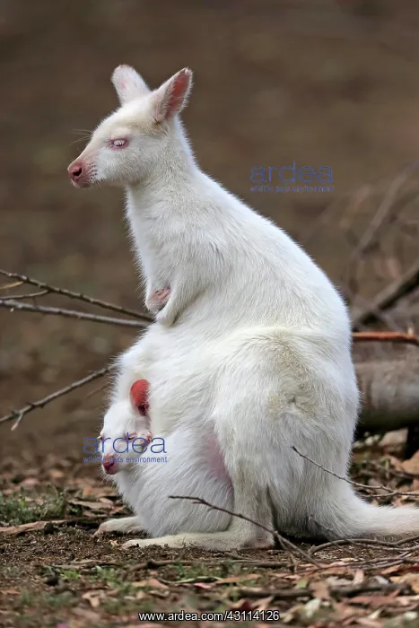 : Red-necked wallaby (Macropus rufogriseus), Bennett's : Red-necked wallaby (Macropus rufogriseus), Bennett's