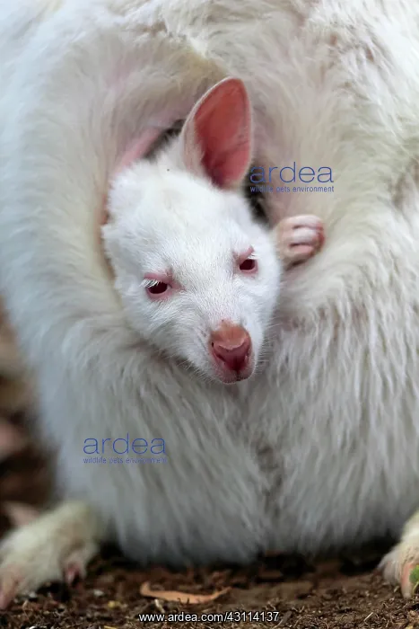 : Red-necked wallaby (Macropus rufogriseus), Bennett's : Red-necked wallaby (Macropus rufogriseus), Bennett's