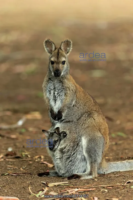 : Red-necked wallaby (Macropus rufogriseus), Bennett's : Red-necked wallaby (Macropus rufogriseus), Bennett's
