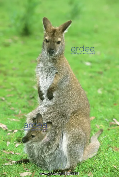 : Red-necked Wallaby, (Macropus rufogriseus) : Red-necked Wallaby, (Macropus rufogriseus)