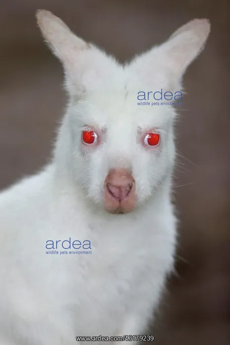  : Red-necked wallaby (Macropus rufogriseus), animal