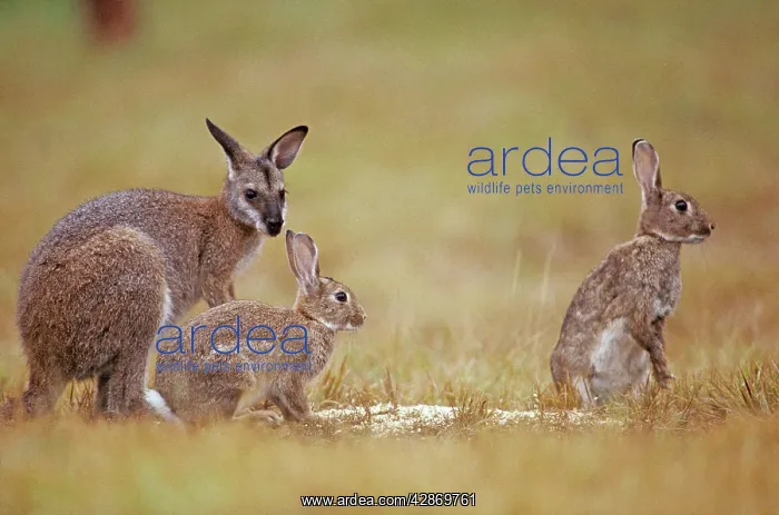 : Red-necked Wallaby - With Rabbits (Oryctolagus : Red-necked Wallaby - With Rabbits (Oryctolagus