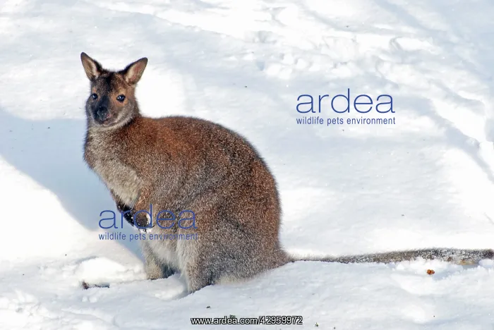 : Red Necked Wallaby - in snow : Red Necked Wallaby - in snow