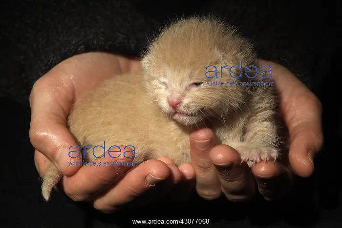  : Red newborn kitten carryied in the hands