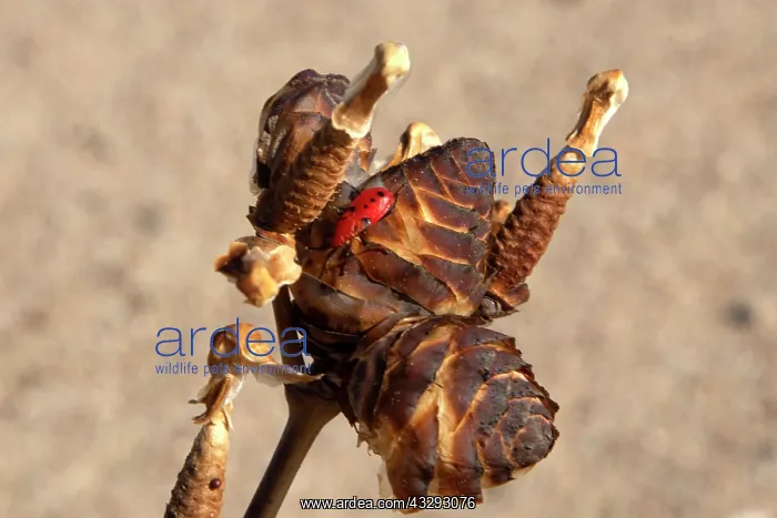 : Red nymph of Welwitschia bug on its cones flower in Namib-N : Red nymph of Welwitschia bug on its cones flower in Namib-N