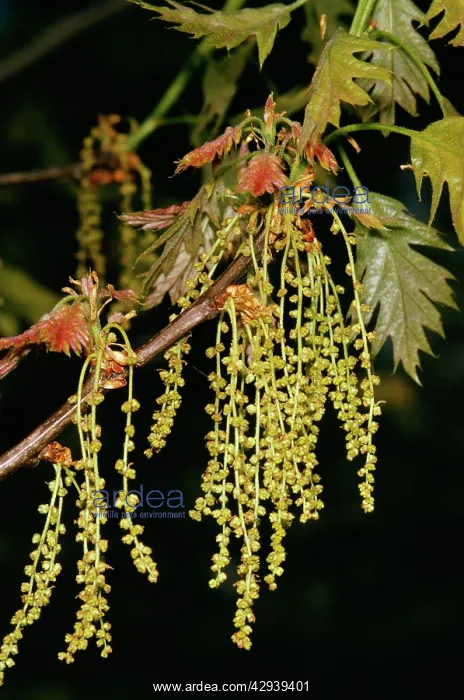  : Red Oak (Quercus rubra)