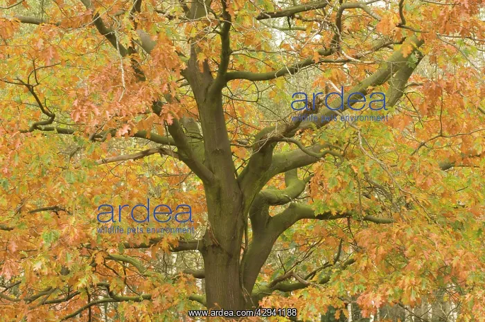  : Red oak (Quercus ruba). Autumn
