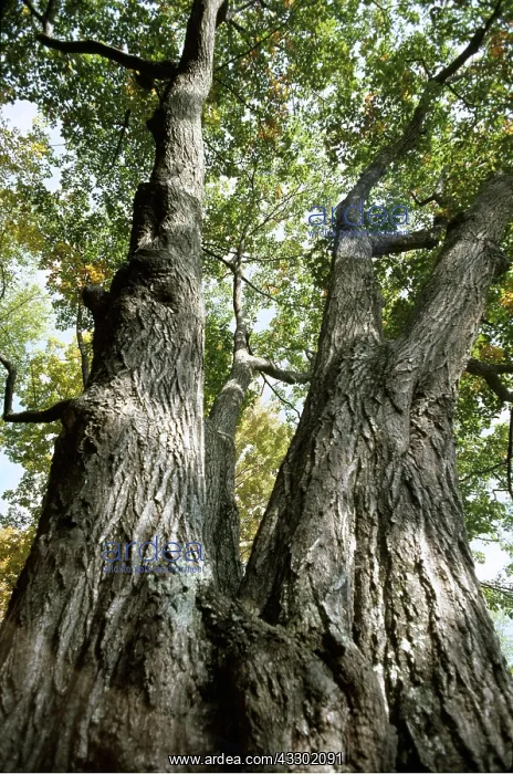 : RED OAK : RED OAK