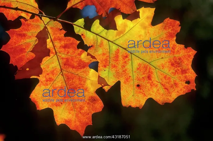 : Red oak, northern red oak (Quercus rubra), also : Red oak, northern red oak (Quercus rubra), also