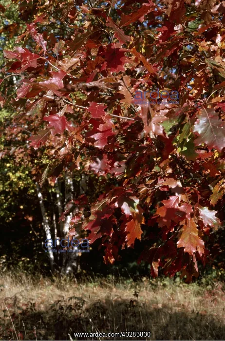 : RED OAK TREE : RED OAK TREE
