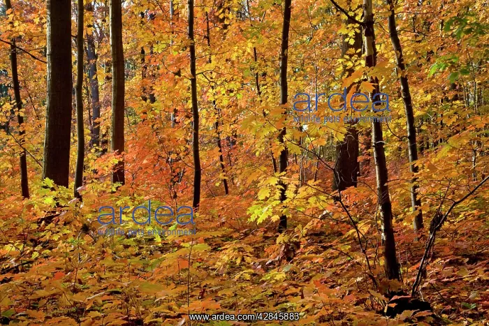 : Red Oak Tree - in autumn : Red Oak Tree - in autumn