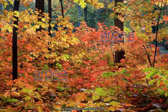  : Red Oak Tree - in autumn