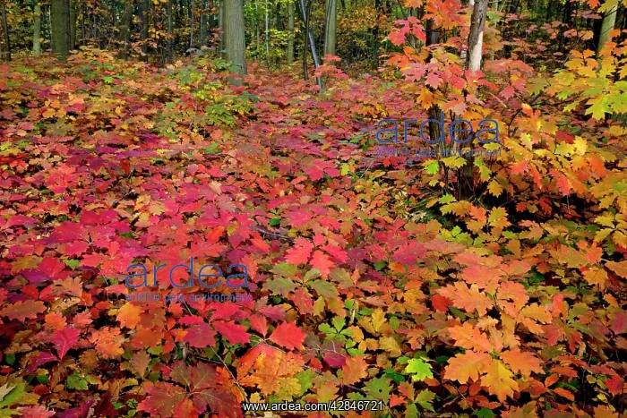 : Red Oak Tree - in autumn : Red Oak Tree - in autumn