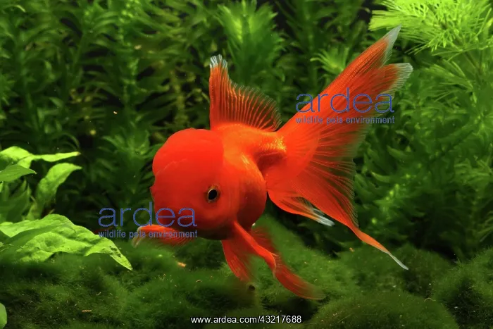  : Red Oranda Goldfish