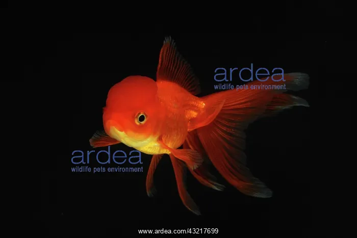 : Red Oranda Goldfish : Red Oranda Goldfish