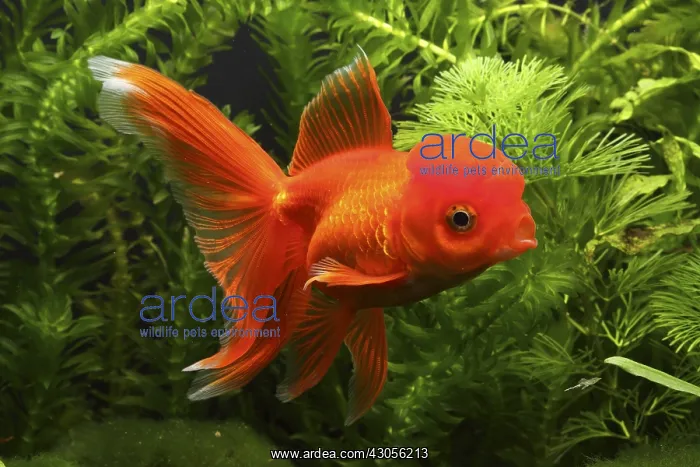 : Red Oranda swimming and aquarium plants : Red Oranda swimming and aquarium plants