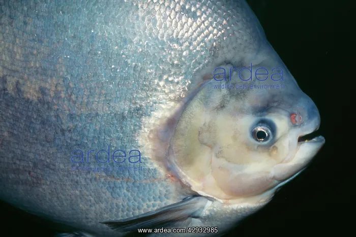 : Red Pacu (Colossoma brachypomium). Amazon River Basin, Brazil : Red Pacu (Colossoma brachypomium). Amazon River Basin, Brazil