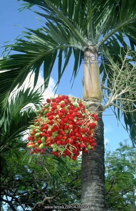 : Red Palm Fruits : Red Palm Fruits