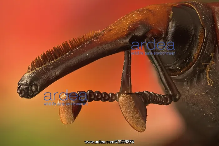 : Red palm weevil (Rhynchophorus ferrugineus), South east Asia : Red palm weevil (Rhynchophorus ferrugineus), South east Asia
