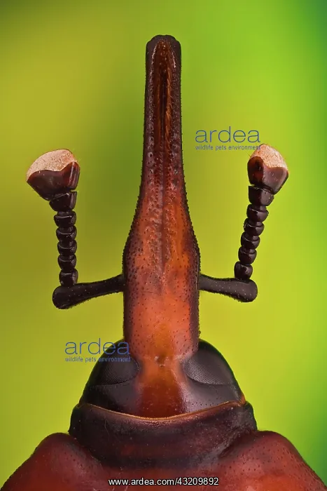 : Red palm weevil (Rhynchophorus ferrugineus), South east Asia : Red palm weevil (Rhynchophorus ferrugineus), South east Asia