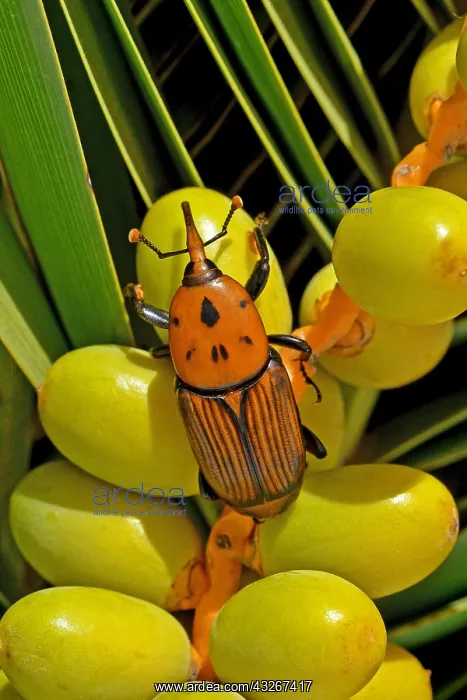 : Red palm Weevil (Rhynchophorus ferrugineus) on Canary : Red palm Weevil (Rhynchophorus ferrugineus) on Canary