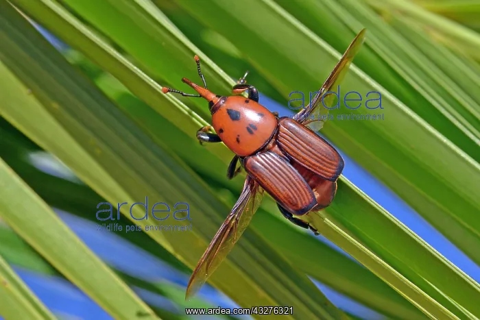 : Red palm Weevil (Rhynchophorus ferrugineus) on Canary : Red palm Weevil (Rhynchophorus ferrugineus) on Canary