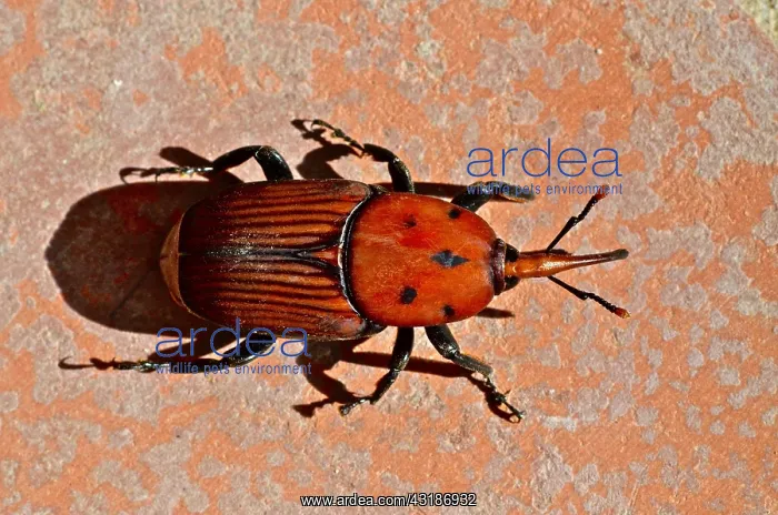  : Red palm weevil (Rhynchophorus ferrugineus), palm