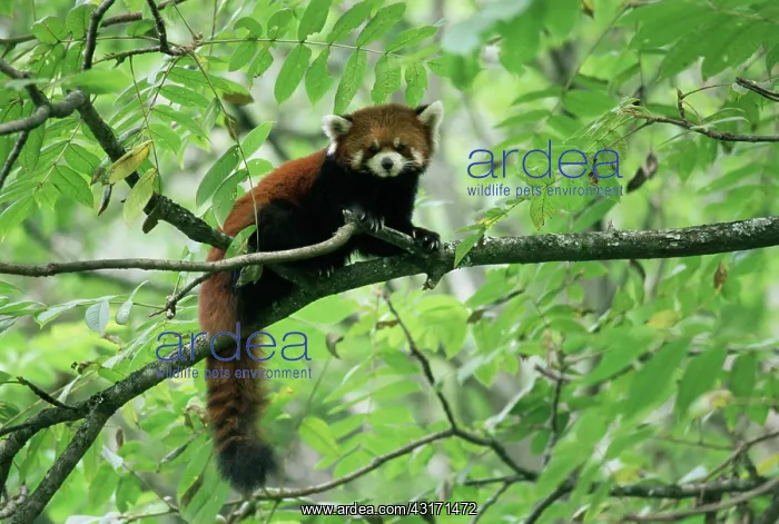 : Red Panda. Red panda (Ailurus fulgens) in tree, China, Sichuan, Wolong Nature Reserve : Red Panda. Red panda (Ailurus fulgens) in tree, China, Sichuan, Wolong Nature Reserve