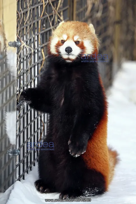 : Red Panda : Red Panda