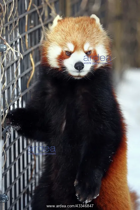 : Red Panda : Red Panda