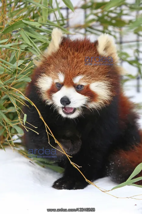 : Red Panda : Red Panda
