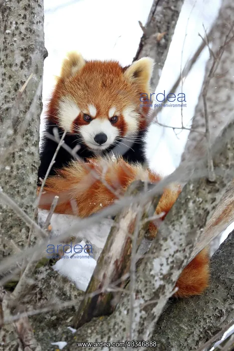 : Red Panda : Red Panda