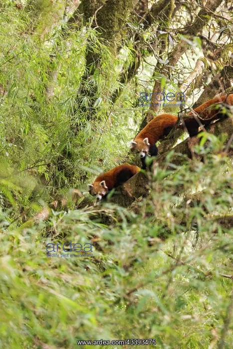: Red Panda. Npal, Parc national de Singalila, Petit panda ou Panda roux : Red Panda. Npal, Parc national de Singalila, Petit panda ou Panda roux