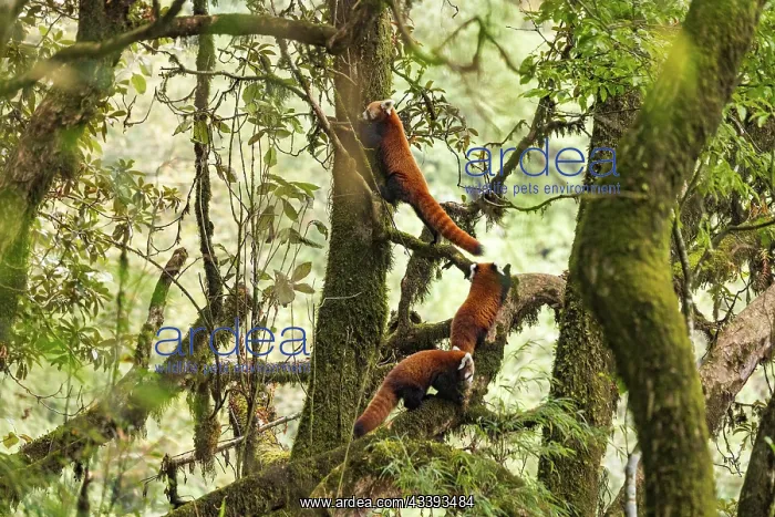 : Red Panda. Npal, Parc national de Singalila, Petit panda ou Panda roux : Red Panda. Npal, Parc national de Singalila, Petit panda ou Panda roux