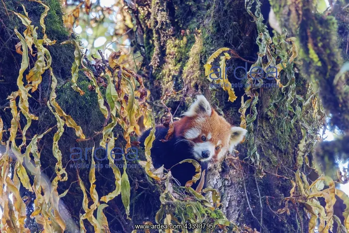 : Red Panda. Npal, Parc national de Singalila, Petit panda ou Panda roux : Red Panda. Npal, Parc national de Singalila, Petit panda ou Panda roux