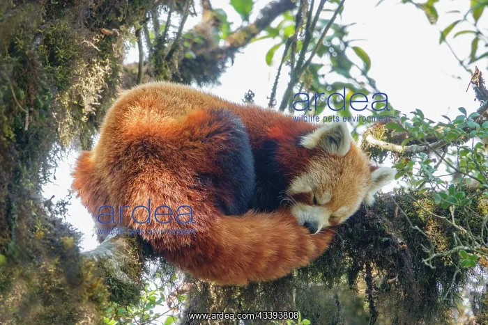 : Red Panda. Npal, Parc national de Singalila, Petit panda ou Panda roux : Red Panda. Npal, Parc national de Singalila, Petit panda ou Panda roux