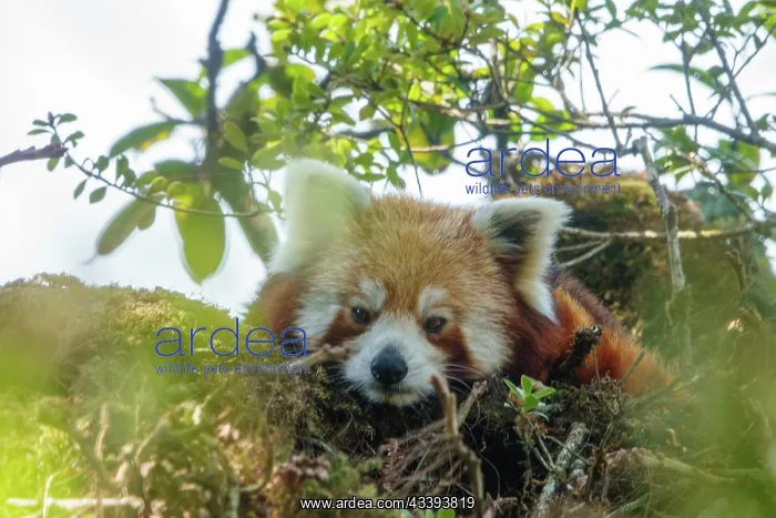 : Red Panda. Npal, Parc national de Singalila, Petit panda ou Panda roux : Red Panda. Npal, Parc national de Singalila, Petit panda ou Panda roux