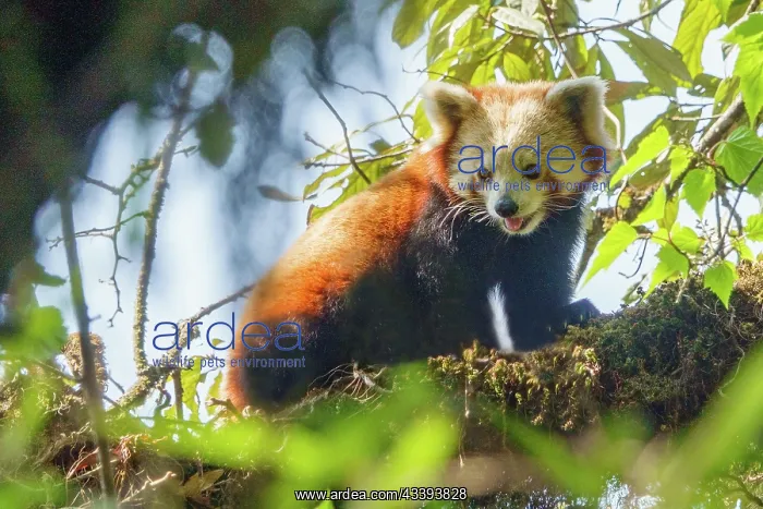 : Red Panda. Npal, Parc national de Singalila, Petit panda ou Panda roux : Red Panda. Npal, Parc national de Singalila, Petit panda ou Panda roux