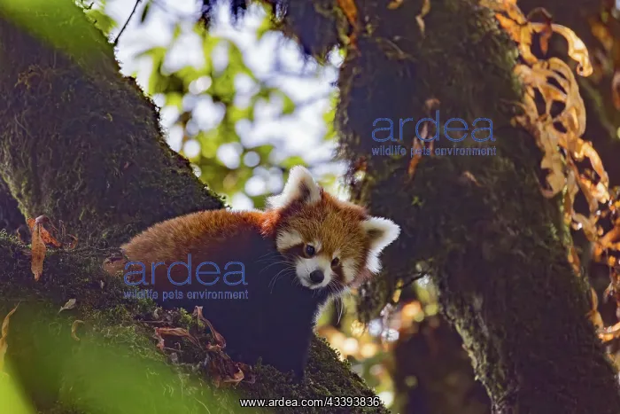 : Red Panda. Npal, Parc national de Singalila, Petit panda ou Panda roux : Red Panda. Npal, Parc national de Singalila, Petit panda ou Panda roux
