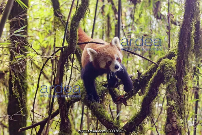 : Red Panda. Npal, Parc national de Singalila, Petit panda ou Panda roux : Red Panda. Npal, Parc national de Singalila, Petit panda ou Panda roux