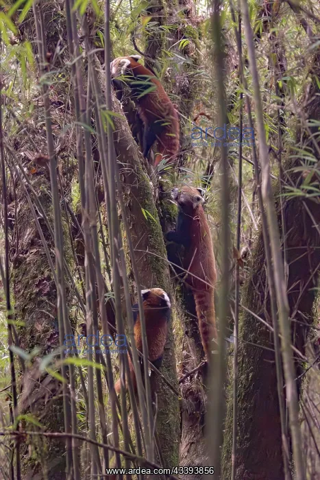 : Red Panda. Npal, Parc national de Singalila, Petit panda ou Panda roux : Red Panda. Npal, Parc national de Singalila, Petit panda ou Panda roux