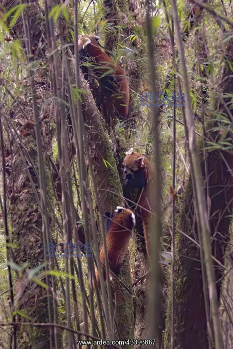 : Red Panda. Npal, Parc national de Singalila, Petit panda ou Panda roux : Red Panda. Npal, Parc national de Singalila, Petit panda ou Panda roux