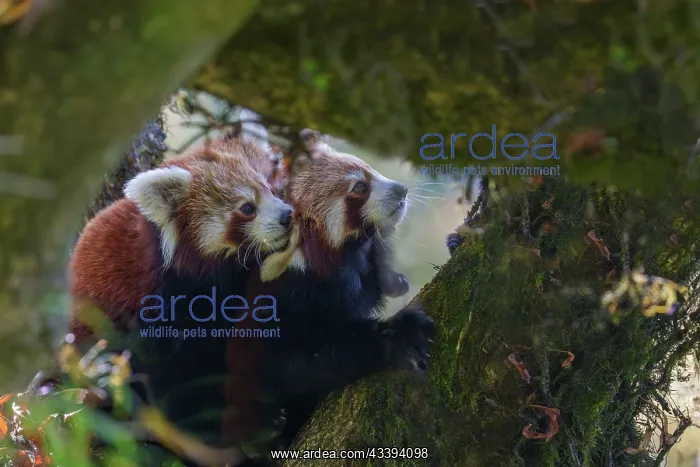 : Red Panda. Npal, Parc national de Singalila, Petit panda ou Panda roux : Red Panda. Npal, Parc national de Singalila, Petit panda ou Panda roux