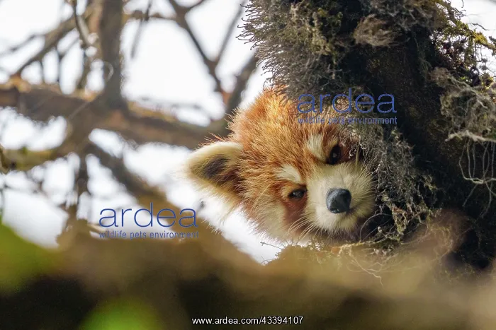 : Red Panda. Npal, Parc national de Singalila, Petit panda ou Panda roux : Red Panda. Npal, Parc national de Singalila, Petit panda ou Panda roux