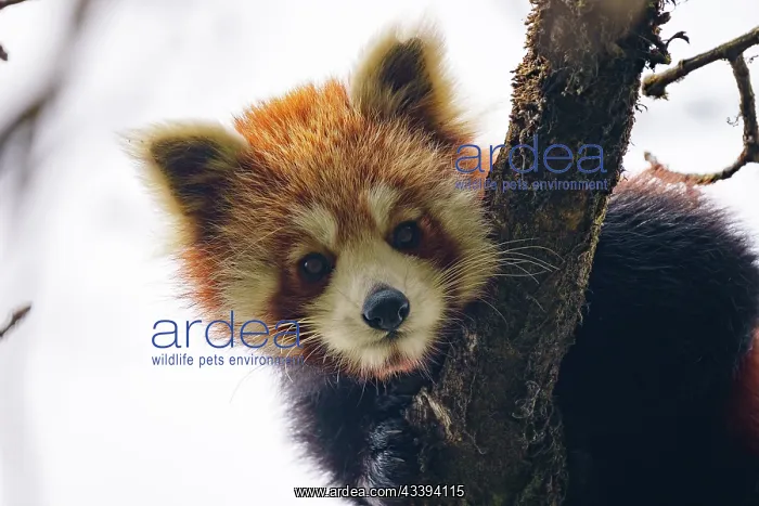 : Red Panda. Npal, Parc national de Singalila, Petit panda ou Panda roux : Red Panda. Npal, Parc national de Singalila, Petit panda ou Panda roux